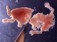08_weeks-07_medium